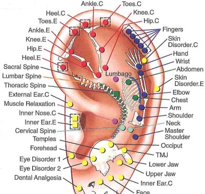 auricular-acupuncture-involves-stimulation-of-the-external-cdb828